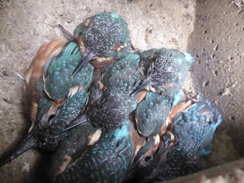 Blick in die Brutkammer